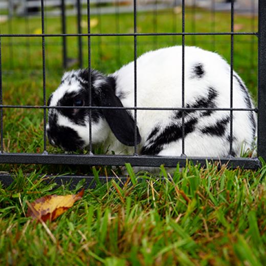 Buchanan’s Big Backyard Bash Buchanan’s Big Backyard Bash