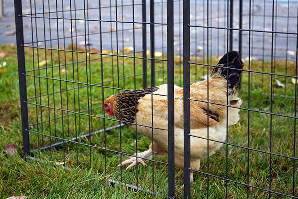 Buchanan’s Big Backyard Bash