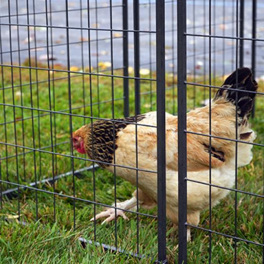 Buchanan’s Big Backyard Bash Buchanan’s Big Backyard Bash