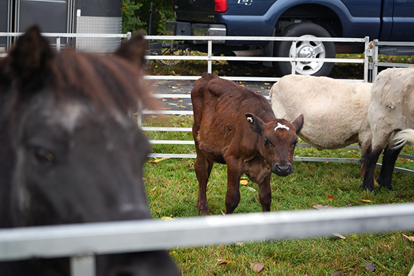 Buchanan’s Big Backyard Bash
