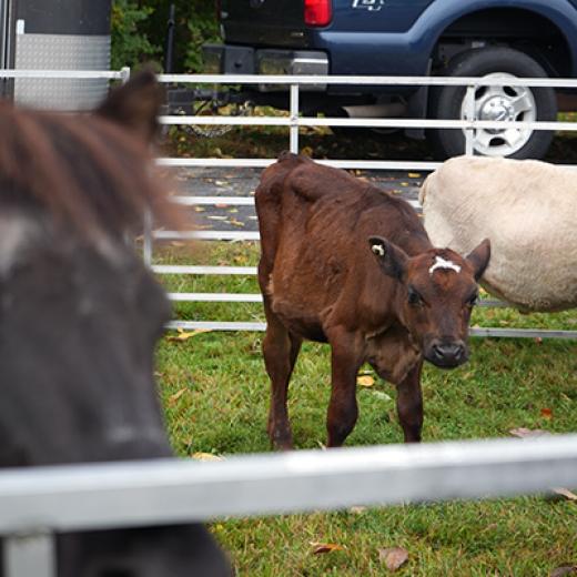 Buchanan’s Big Backyard Bash Buchanan’s Big Backyard Bash