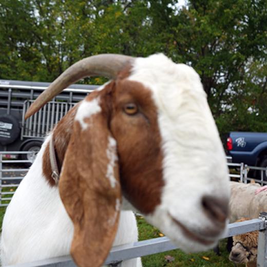 Buchanan’s Big Backyard Bash Buchanan’s Big Backyard Bash